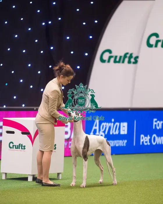 Framed Print : Crufts 2015 Framed Print : Crufts 2015