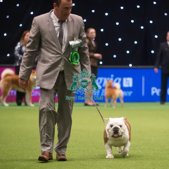 Framed Print : Crufts 2015 Framed Print : Crufts 2015
