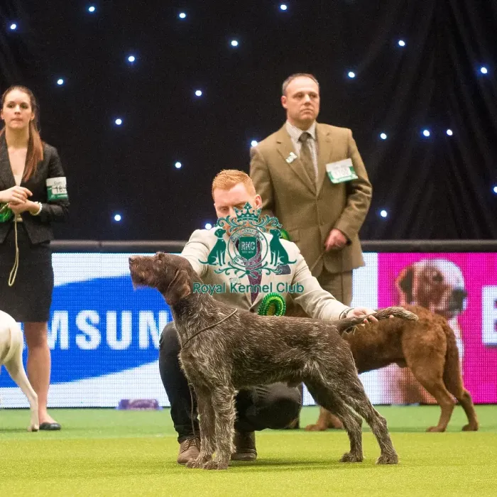 Framed Print : Crufts 2015 Framed Print : Crufts 2015