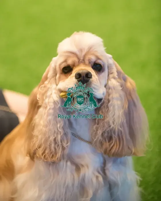 Framed Print : Crufts 2015 Framed Print : Crufts 2015
