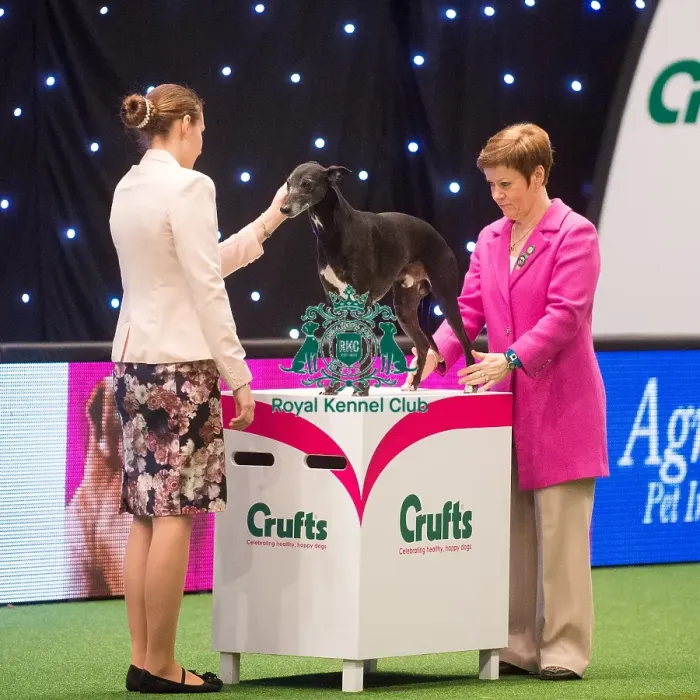 Framed Print : Crufts 2015 Framed Print : Crufts 2015