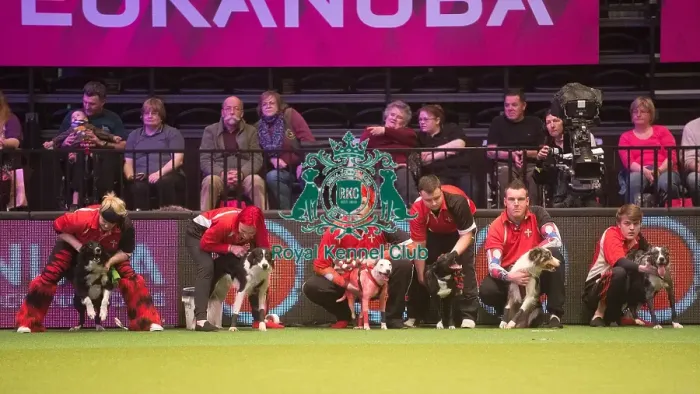 Framed Print : Crufts 2015