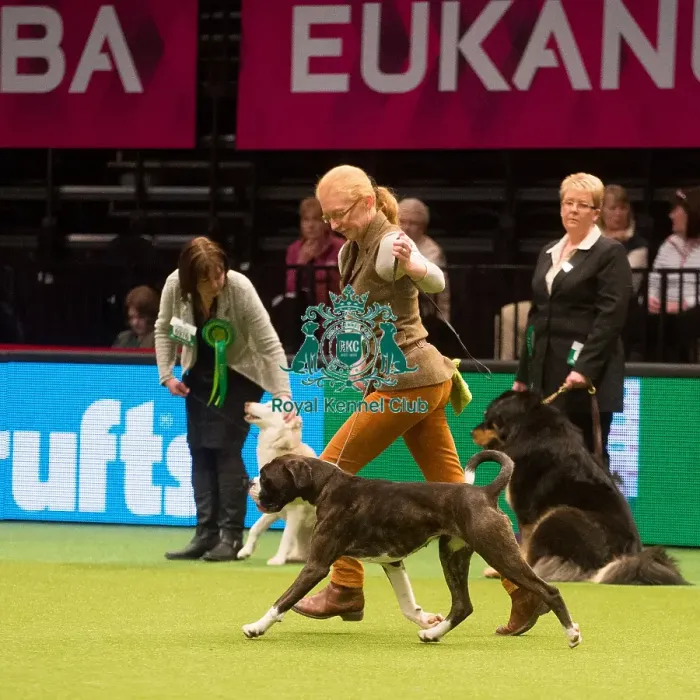 Framed Print : Crufts 2015 Framed Print : Crufts 2015
