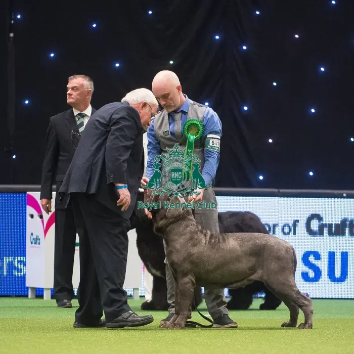 Framed Print : Crufts 2015 Framed Print : Crufts 2015