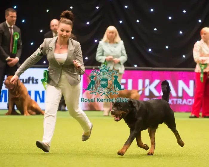 Framed Print : Crufts 2015 Framed Print : Crufts 2015