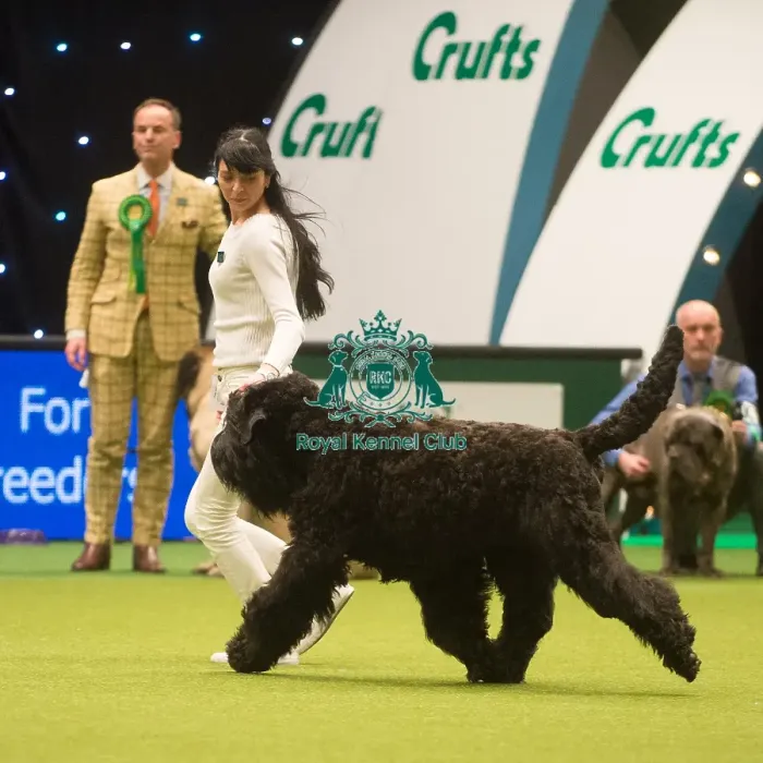 Framed Print : Crufts 2015 Framed Print : Crufts 2015