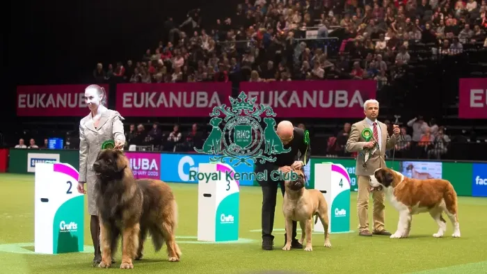 Framed Print : Crufts 2015 Framed Print : Crufts 2015