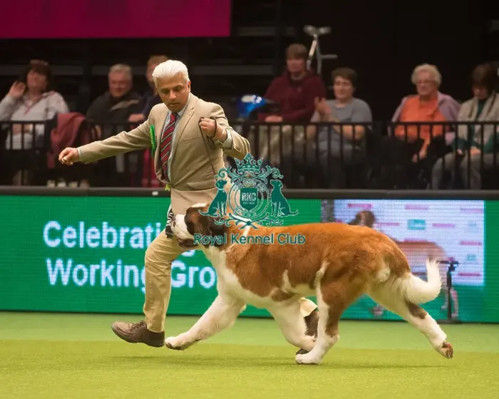 Framed Print : Crufts 2015 Framed Print : Crufts 2015