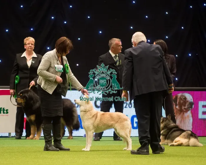 Framed Print : Crufts 2015