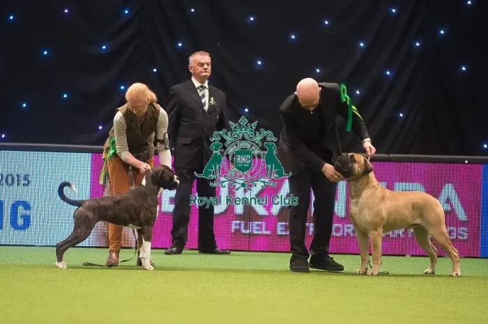 Framed Print : Crufts 2015 Framed Print : Crufts 2015