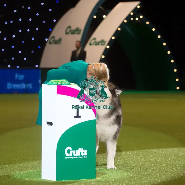 Framed Print : Crufts 2015 Framed Print : Crufts 2015