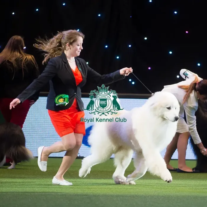 Framed Print : Crufts 2015 Framed Print : Crufts 2015