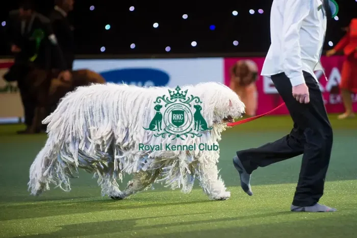 Framed Print : Crufts 2015