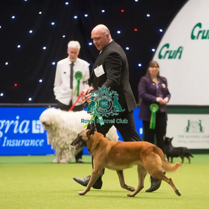 Framed Print : Crufts 2015 Framed Print : Crufts 2015