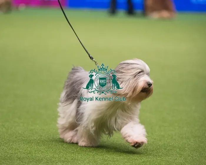 Framed Print : Crufts 2015 Framed Print : Crufts 2015