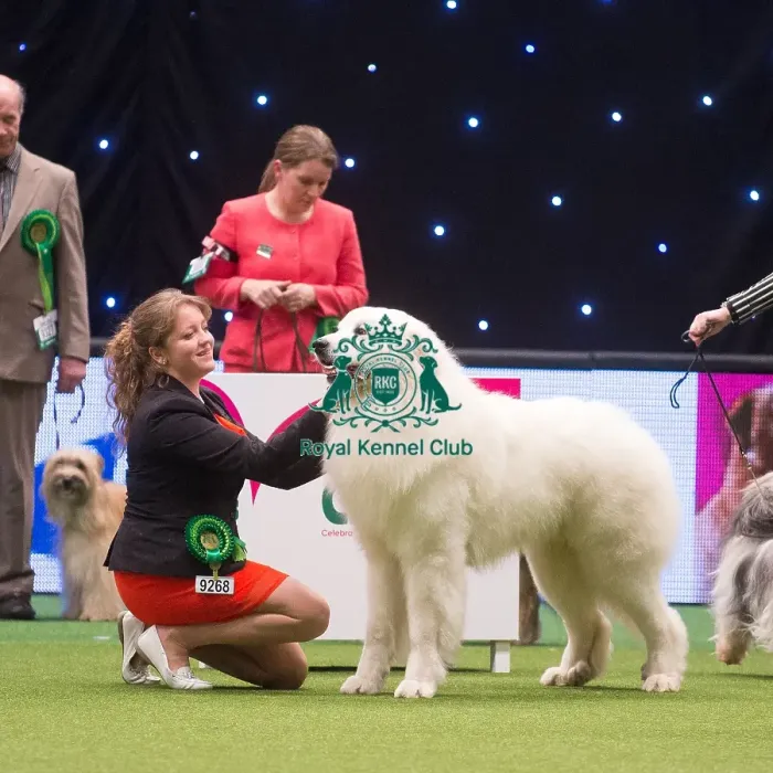 Framed Print : Crufts 2015 Framed Print : Crufts 2015