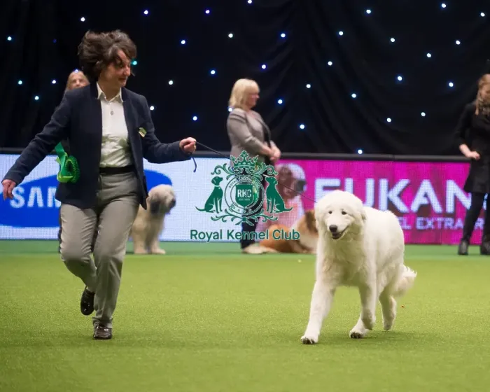 Framed Print : Crufts 2015 Framed Print : Crufts 2015