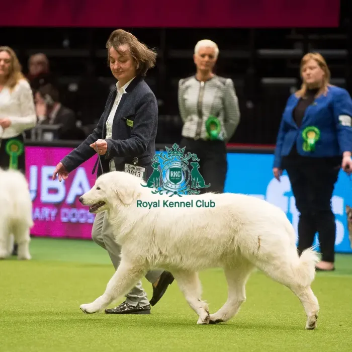Framed Print : Crufts 2015 Framed Print : Crufts 2015