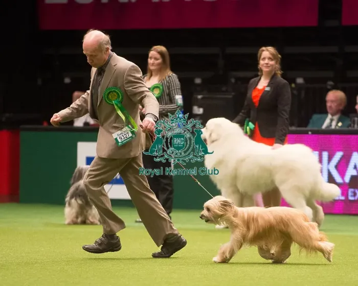 Framed Print : Crufts 2015 Framed Print : Crufts 2015