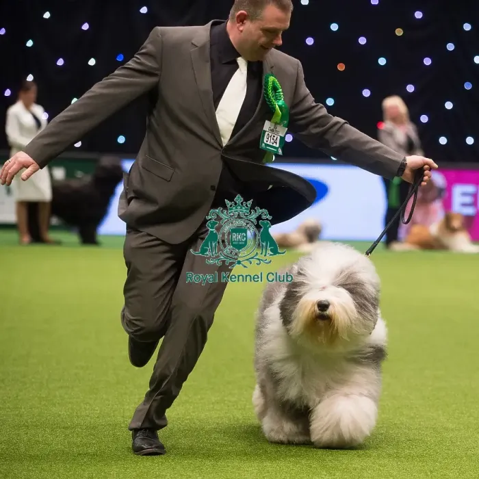 Framed Print : Crufts 2015 Framed Print : Crufts 2015