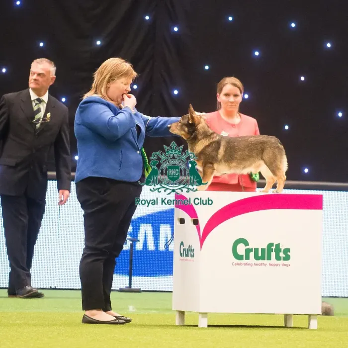 Framed Print : Crufts 2015 Framed Print : Crufts 2015