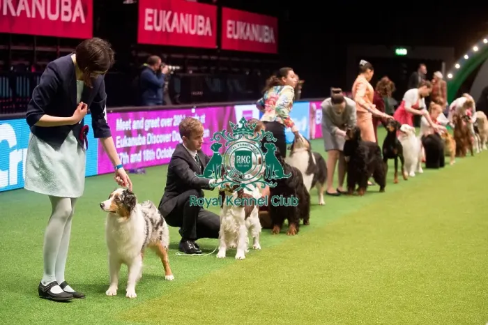 Framed Print : Crufts 2015 Framed Print : Crufts 2015