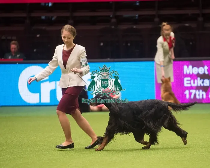 Framed Print : Crufts 2015 Framed Print : Crufts 2015