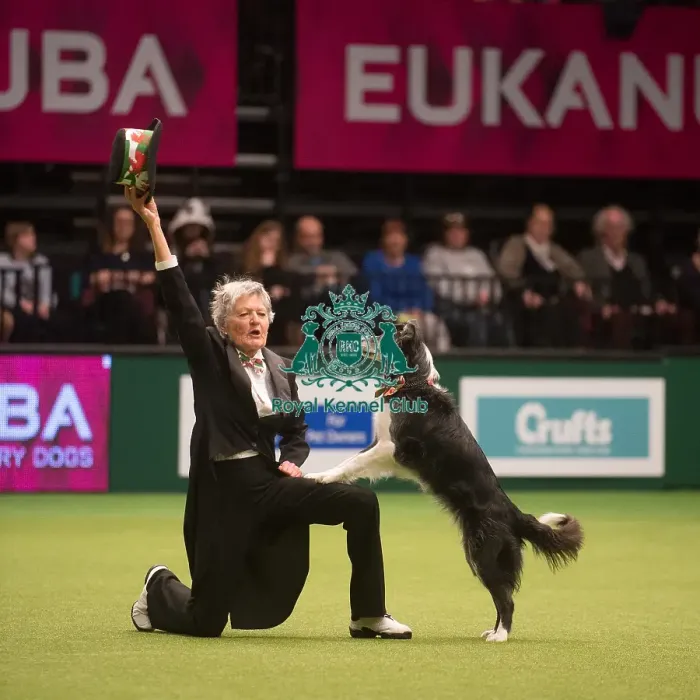 Framed Print : Crufts 2015