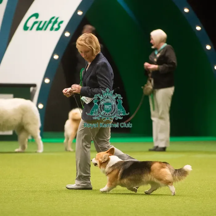 Framed Print : Crufts 2015 Framed Print : Crufts 2015