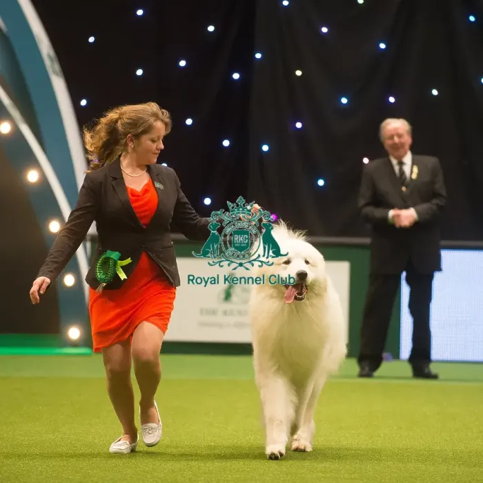 Framed Print : Crufts 2015 Framed Print : Crufts 2015