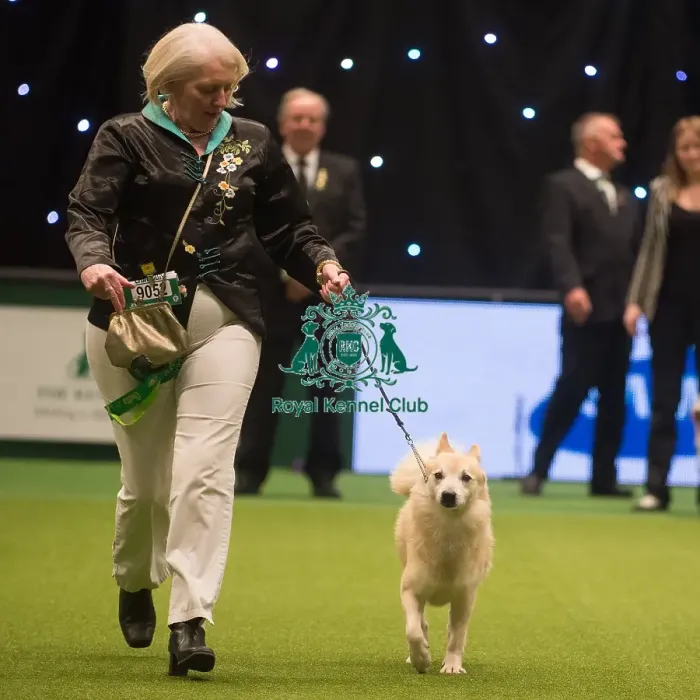Framed Print : Crufts 2015 Framed Print : Crufts 2015