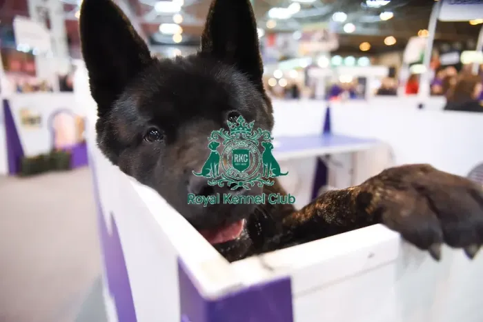 Framed Print : Crufts 2016 Framed Print : Crufts 2016
