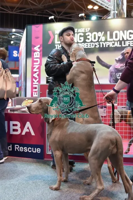 Framed Print : Crufts 2016 Framed Print : Crufts 2016