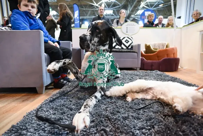 Framed Print : Crufts 2016 Framed Print : Crufts 2016