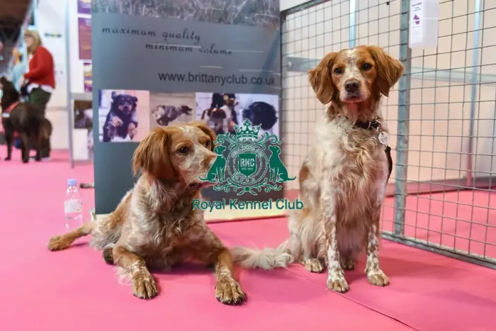 Framed Print : Crufts 2016 Framed Print : Crufts 2016
