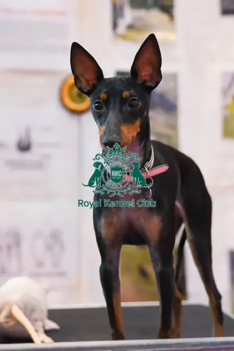 Framed Print : Crufts 2016 Framed Print : Crufts 2016