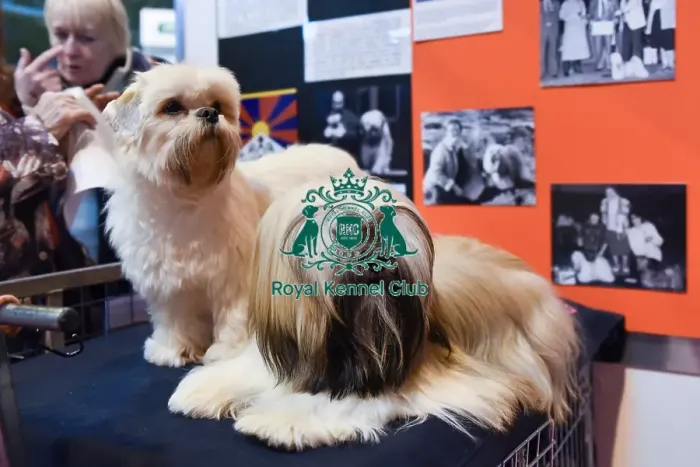 Framed Print : Crufts 2016 Framed Print : Crufts 2016