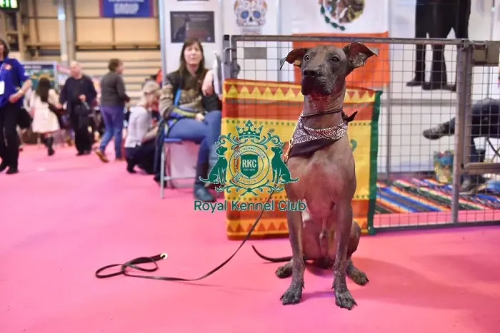 Framed Print : Crufts 2016 Framed Print : Crufts 2016