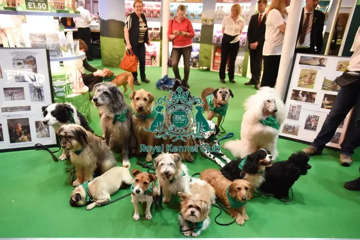 Framed Print : Crufts 2016 Framed Print : Crufts 2016