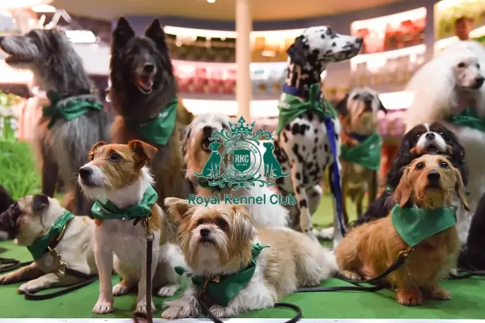 Framed Print : Crufts 2016