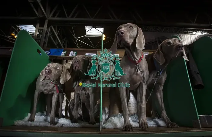 Framed Print : Crufts 2016 Framed Print : Crufts 2016