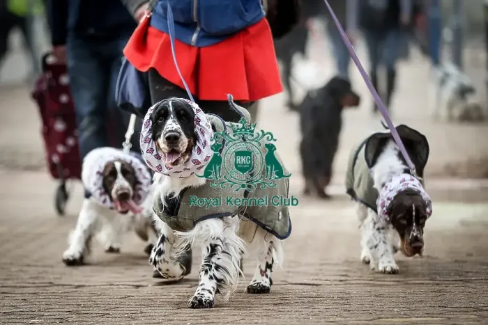 Framed Print : Crufts 2016 Framed Print : Crufts 2016