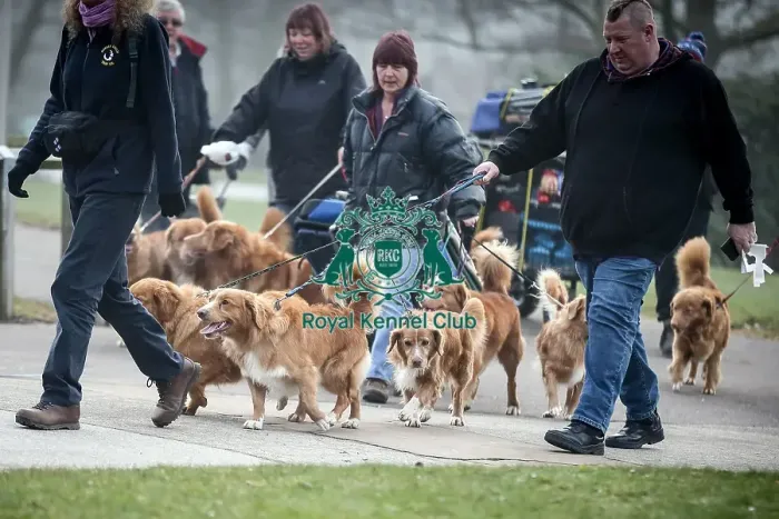 Framed Print : Crufts 2016 Framed Print : Crufts 2016