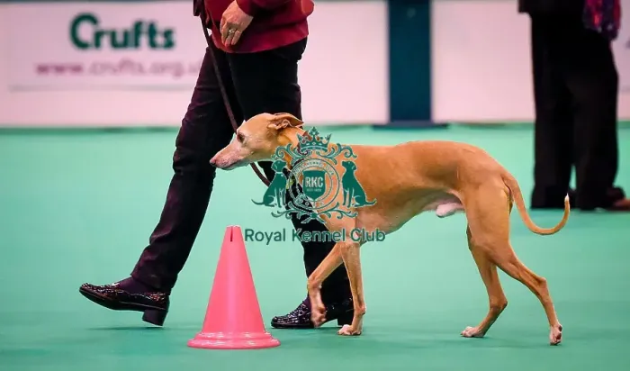 Framed Print : Crufts 2016