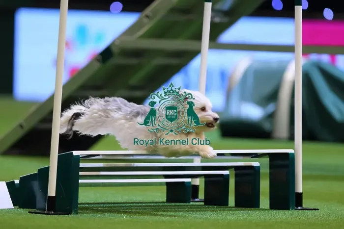Framed Print : Crufts 2016 Framed Print : Crufts 2016