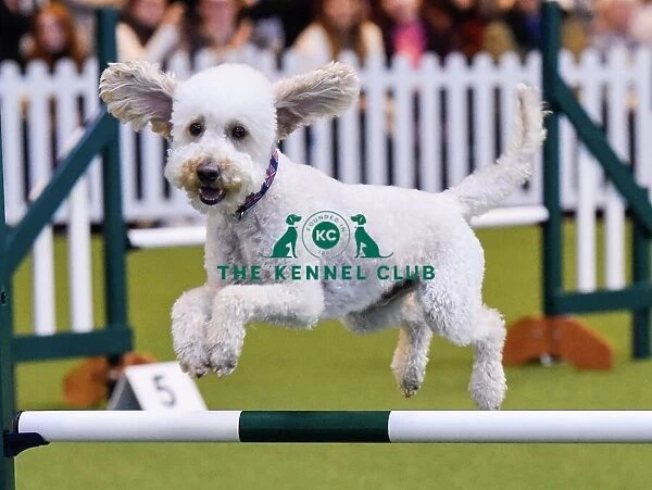 Crufts 2016. Picture shows Jumping Under 18 Years in the YKC ring, today 