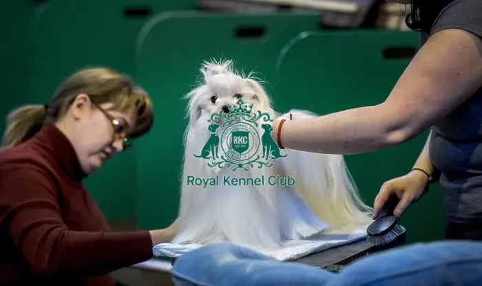 Framed Print : Crufts 2016