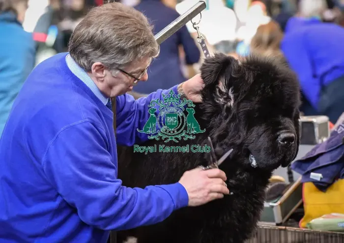 Framed Print : Crufts 2016 Framed Print : Crufts 2016