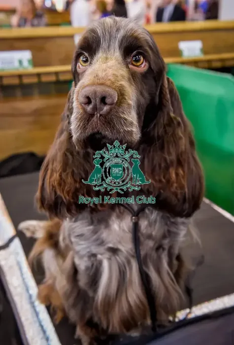 Framed Print : Crufts 2016