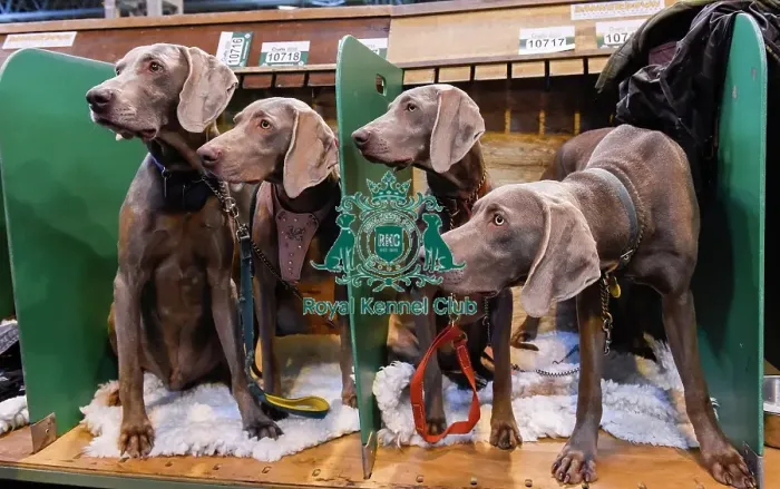 Framed Print : Crufts 2016 Framed Print : Crufts 2016
